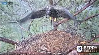 Berry Colloge Eagles~B16 Catches Some Hovers While Winging in the Rain_4/27/23