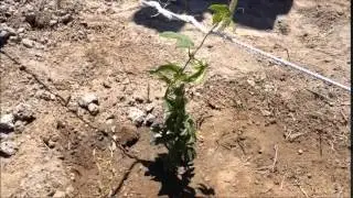 Hop Farm Trellis Construction - Day 3
