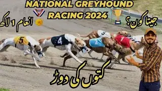 Greyhound Race Championship 2024|Dog Race In UAF|National Greyhound Racing|Vlog#176