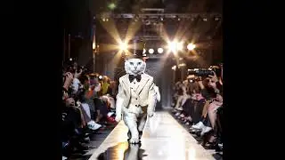Cats Showing Humans How to Walk the Runway #cat #pet #catwalk #fashion #funny #cute #catlovers