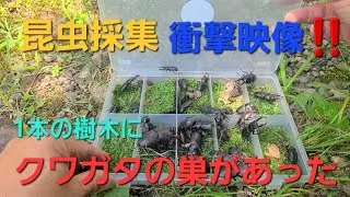【昆虫採集】衝撃的な現場‼️クワガタの巣があった⁉️