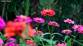 Most Beautiful Flowers in the World | Relaxing Floral Collection for Flower Lovers