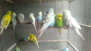寒さ知らずの部屋で元気いっぱいに遊ぶ日常【サザナミインコ】