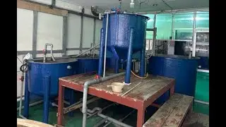 ULTRA-HIGH DENSITY PRODUCTION OF ROTIFER (Brachinous plicatilis) Using RAS System