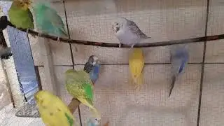 CRIADOURO S.E APRECIAÇÃO 