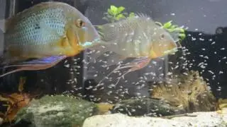 Geophagus Altifrons Río Tocantins with their fry