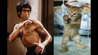 FEARLESS CATS  Badass Cats Who Will Amaze You [Funny Pets]  best cats 2017