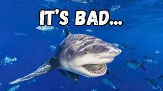 Florida Has a Shark Problem...