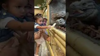 Все любят кормить ящериц🍌