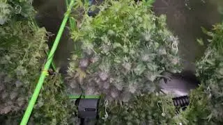 white runtz. chopped at day 63 flower