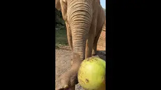 Elephant Eating | ASMR | Elephant World #shorts #2024 #Elephant