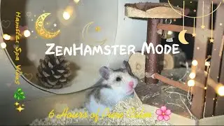6 Hours of Ultimate Hamster Relaxation 🐹🌸 Spa Music for Mind& Body Healing  #HamsterSpa  #ZenHamster