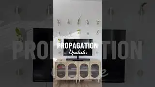 DIY PROPAGATION WALL UPDATE!🌿 #plantera #plants #houseplants #diy