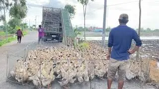 How Vietnamese Women Transport Thousands of Ducks by Truck | Real Farm Work in Vietnam