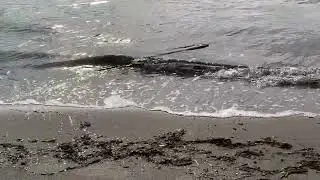 Tuesday, January 6, 2026 1:28pm High Tide Bay Break