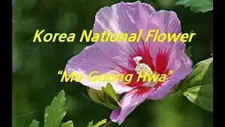 [ About Korea ]  National flower of Korea / 