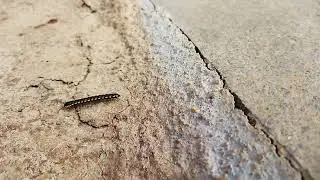R&egrave;gneAnimaliaSous-r&egrave;gneBilateriaInfra-r&egrave;gneProtostomiaSuper-embr.EcdysozoaEmbranchementArthropoda(3)