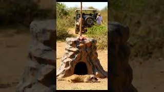 Animal Antics Unleashed: Hold On, I Wasn't Ready! #AnimalAntics #Funny #Meerkat #DramaQueen