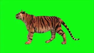 Tiger Walking Green Screen | Wild Animal Stock Footage | Free HD Animation #greenscreen #animals