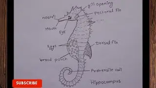 How to draw hippocampus diagram। Hippocampus diagram ।