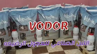 لبن صناعي للعجول الرضيع