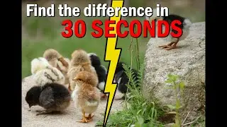 Spot the changing difference | Pictures Puzzle | The photo will change | Brain training