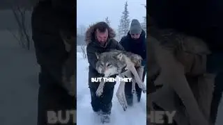 Men Save Wolf Trapped In Ice
