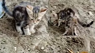 Baby cat pooing | funny baby cat poos and then hide