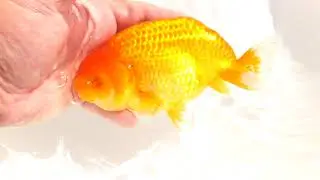 DSCF9143