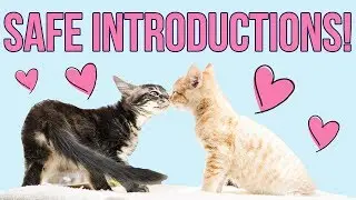 Safely Introducing Kittens (From Different Litters!)