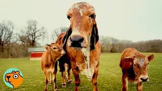 Loving Brahman Cow Just Wants Everyone To Be His Friend | 3 Best Stories