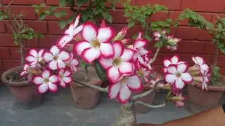 Adenium Hand Pollination