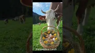 Ostergrüße aus dem Alpbachtal