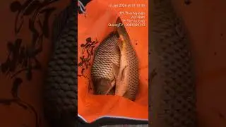 B&aacute;o c&aacute; b&aacute;o c&aacute;  