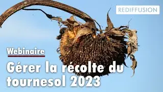 Gérer la récolte du tournesol en 2023 - RTTI 2023