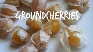 Tasting Groundcherries