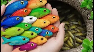 Catch beautiful aquarium fish in small pond baby turtles, eel, pencil fish, betta, iguanas