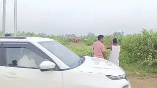 Car 🚨 VS elephant 🐘#elephant #elephantcoridor #animals #wildlife #nature #wildlife 