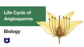 Life Cycle of Angiosperms | Biology