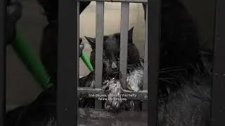 Cat Weighs as Much as a Toddler &ndash; Grooming the World&rsquo;s Angriest Cat