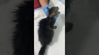 يا ريتني متت وما شفت هيك