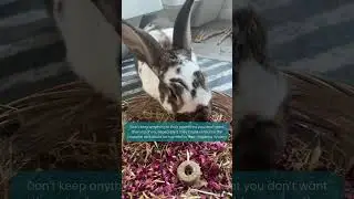 How to bunny proof your house