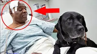 Top 10 Dogs Who Saved Their Owners Life!