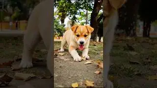 Cute Puppy Video #puppy #cute #pets #funny #dog #viral #shorts