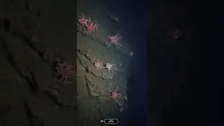 Basket Star Startish | Starfish Swimming | Blue Startish I Sunflower Startish I Basket Star#facts