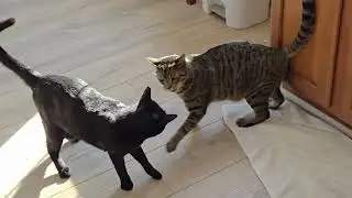 Adorable Brother Cats Play Fighting &ndash; Max's Funny Sudden Spaz Moment Near The End is Priceless!