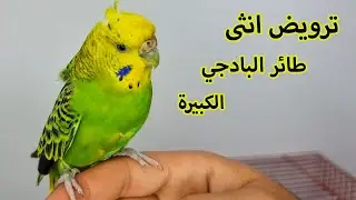 سر ترويض انثى طائر البادجي الكورك الكبيرة بدون تجويع و لا قص اجنحة