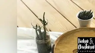 Plankeborde og risin borde