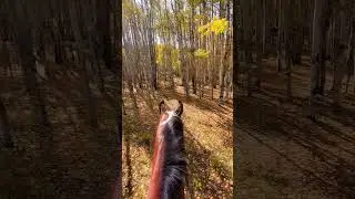 Painted pony dream. Colorado fall foliage ride 2023