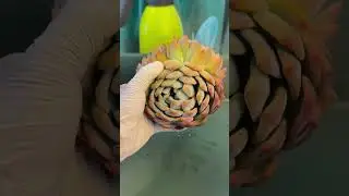 How Pot Size Impacts Indoor Succulent Development